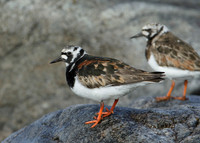Turnstone Arenaria interpres