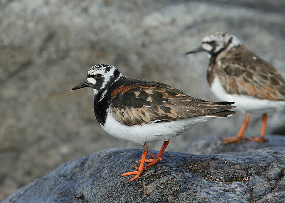 Turnstone Arenaria interpres