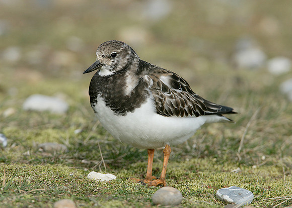 Turnstone Arenaria interpres