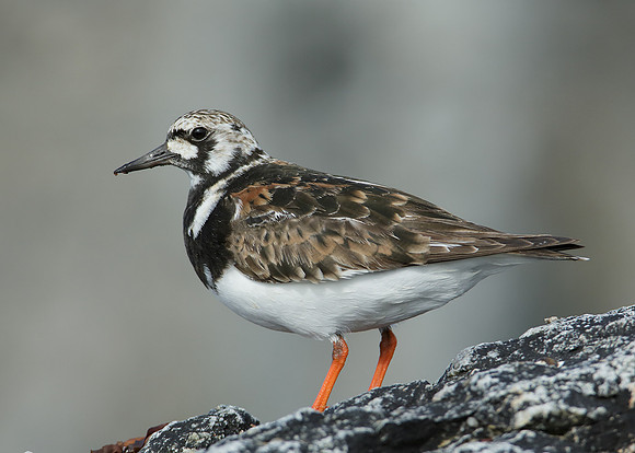 Turnstone Arenaria interpres