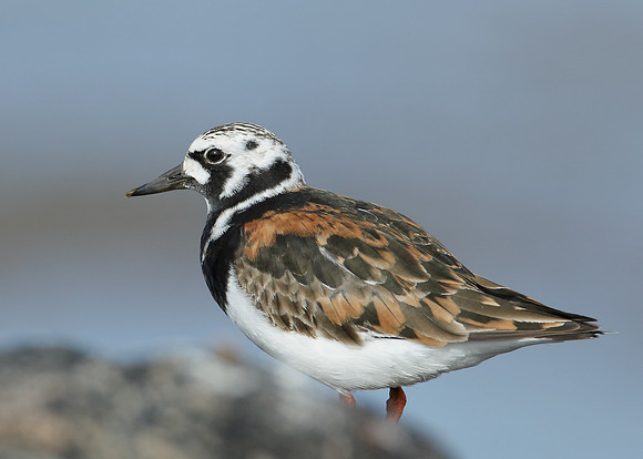 Turnstone Arenaria interpres