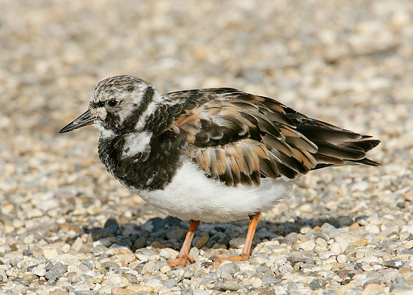 Turnstone Arenaria interpres