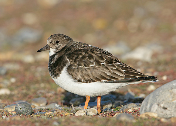 Turnstone Arenaria interpres