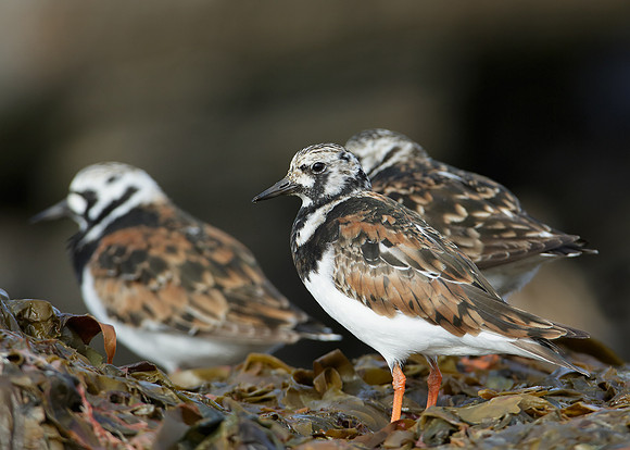 Turnstone Arenaria interpres
