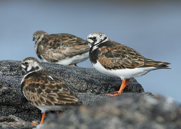 Turnstone Arenaria interpres