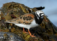 Turnstone Arenaria interpres