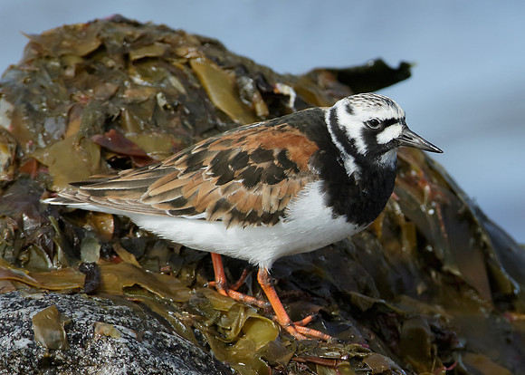 Turnstone Arenaria interpres