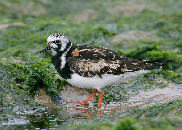 Turnstone Arenaria interpres