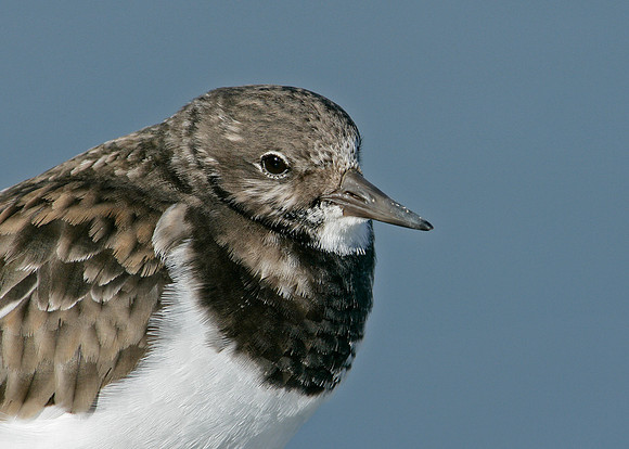 Turnstone Arenaria interpres