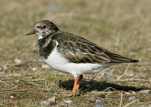 Turnstone Arenaria interpres