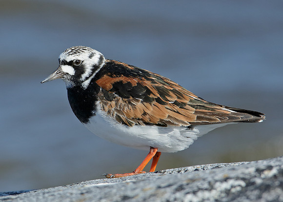 Turnstone Arenaria interpres