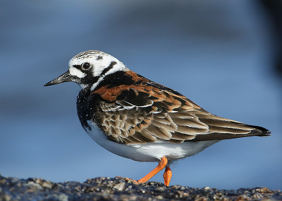 Turnstone Arenaria interpres
