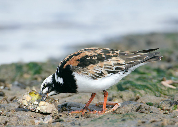 Turnstone Arenaria interpres