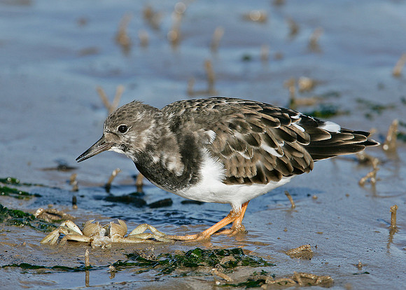 Turnstone Arenaria interpres
