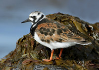 Turnstone Arenaria interpres