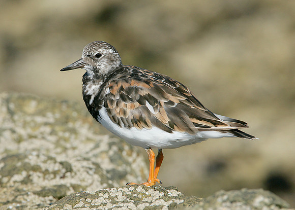 Turnstone Arenaria interpres