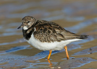 Turnstone Arenaria interpres