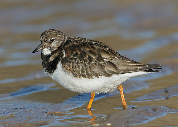 Turnstone Arenaria interpres