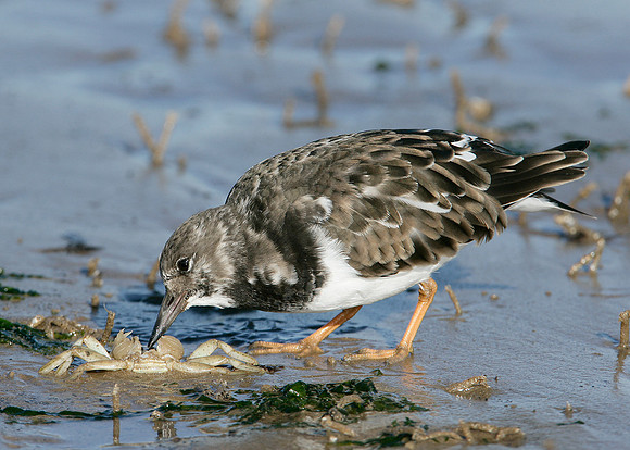 Turnstone Arenaria interpres