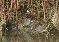 Sora Porzana carolina
