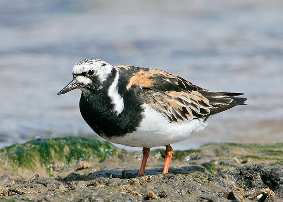 Turnstone Arenaria interpres
