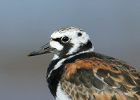 Turnstone Arenaria interpres