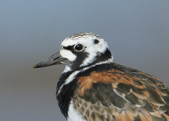 Turnstone Arenaria interpres