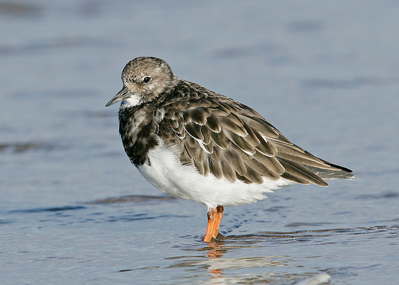 Turnstone Arenaria interpres