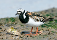 Turnstone Arenaria interpres