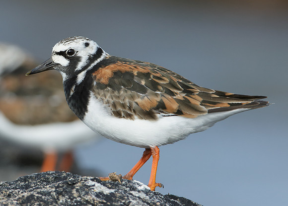 Turnstone Arenaria interpres