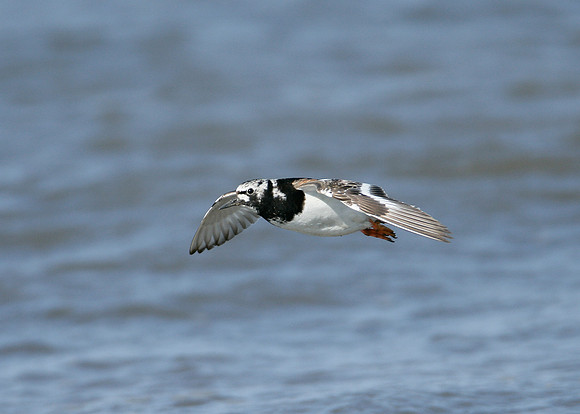 Turnstone Arenaria interpres