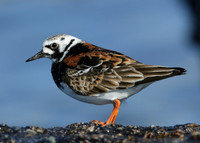 Turnstone Arenaria interpres