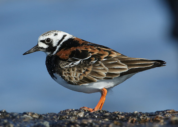 Turnstone Arenaria interpres