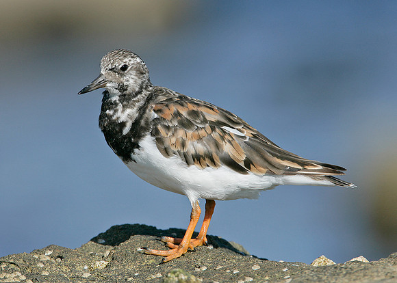 Turnstone Arenaria interpres