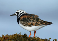 Turnstone Arenaria interpres