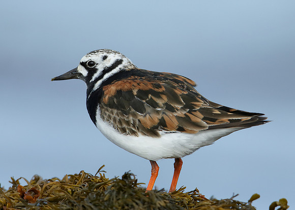 Turnstone Arenaria interpres