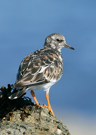 Turnstone Arenaria interpres