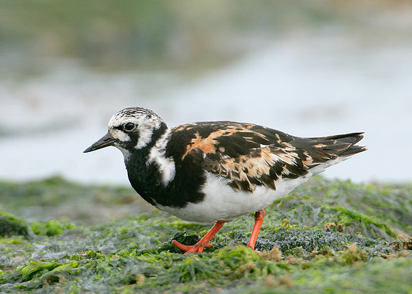 Turnstone Arenaria interpres