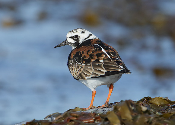 Turnstone Arenaria interpres