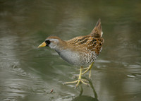 Sora Porzana carolina