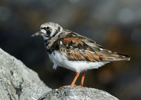Turnstone Arenaria interpres