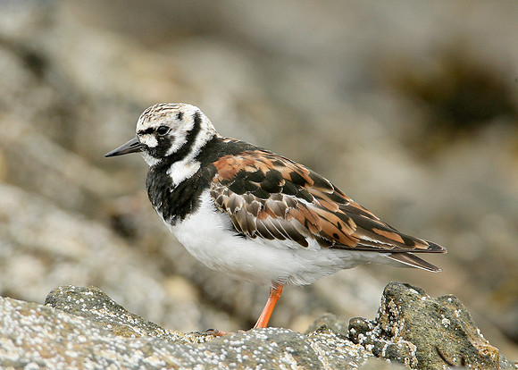 Turnstone Arenaria interpres