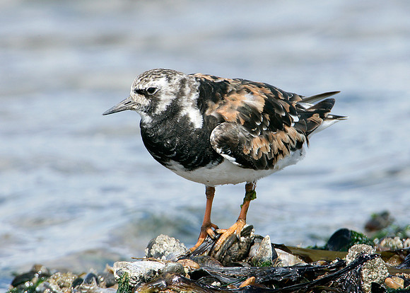 Turnstone Arenaria interpres