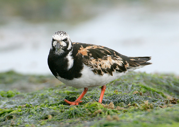 Turnstone Arenaria interpres