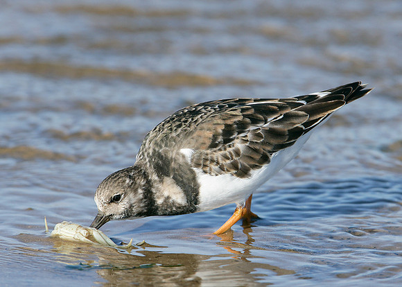 Turnstone Arenaria interpres