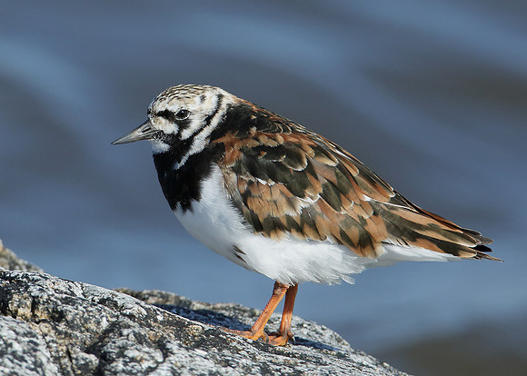 Turnstone Arenaria interpres