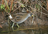Sora Porzana carolina