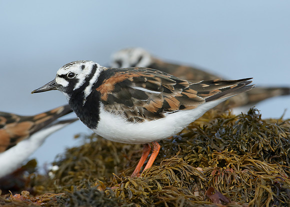 Turnstone Arenaria interpres