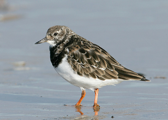 Turnstone Arenaria interpres