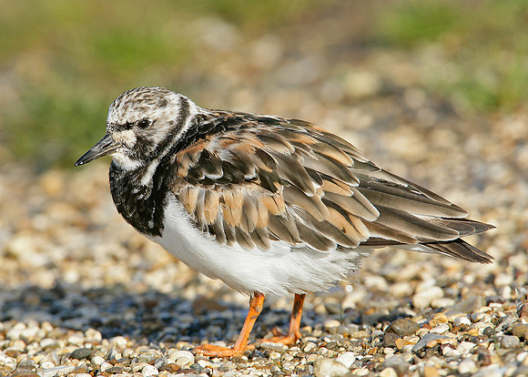 Turnstone Arenaria interpres